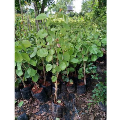 Red Sandalwood Plant 01