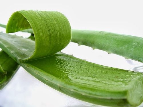 Aloe Vera Pulp 01