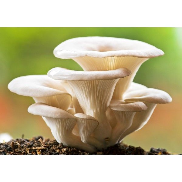 Fresh Oyster Mushroom 01