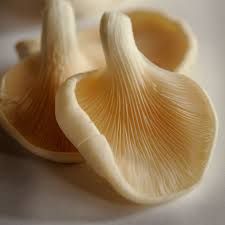 Fresh Oyster Mushroom 03