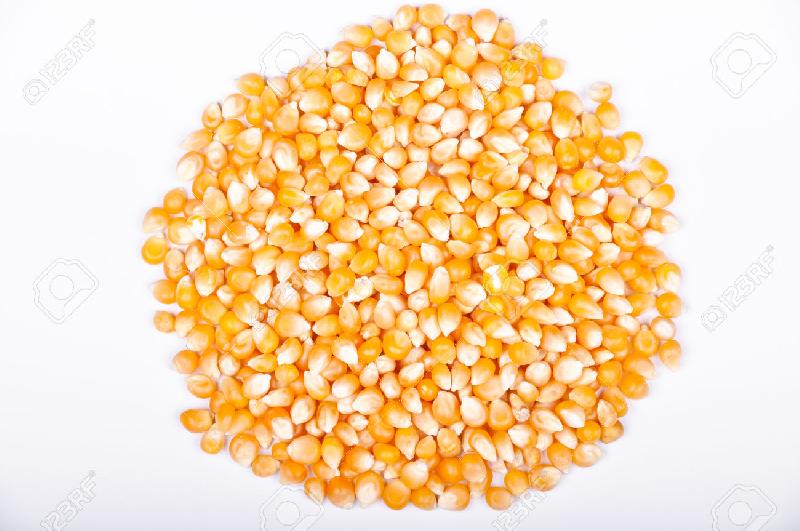 Yellow Maize 02