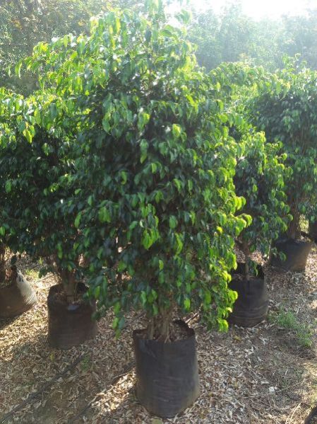 Plastic Nursery Bag 01