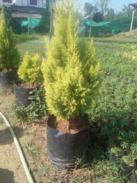 Plastic Nursery Bag 03