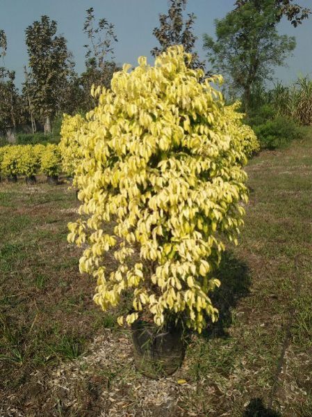 Plastic Nursery Bag 04