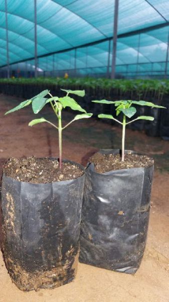 Plastic Nursery Bag 05