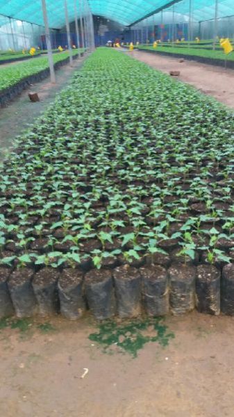 Plastic Nursery Bag 07