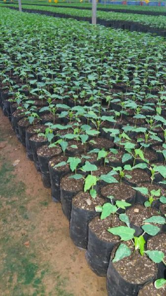 Plastic Nursery Bag 08