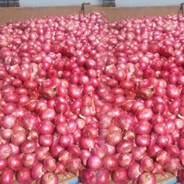 Fresh Red Onion 05