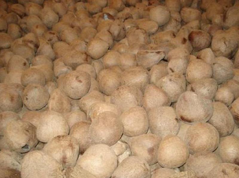 Coconut Copra 01