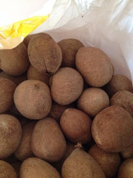 Coconut Copra 02