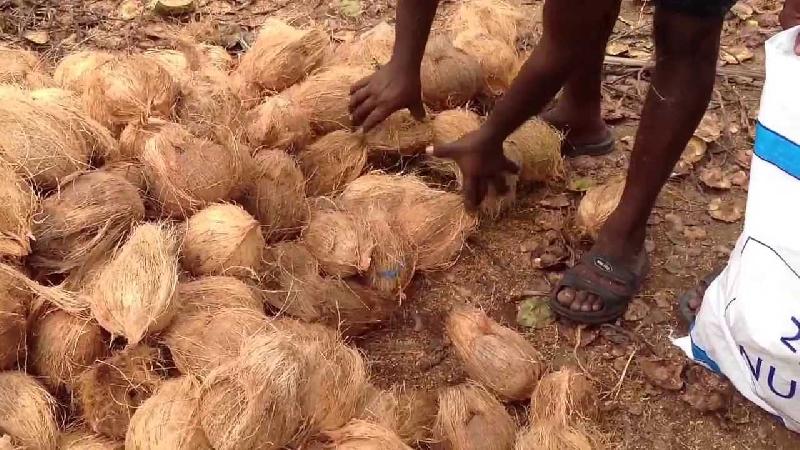 Semi Husked Coconut 02