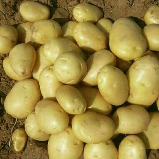 Fresh Potato 03