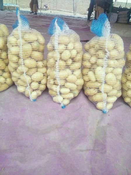 Fresh Potato 04