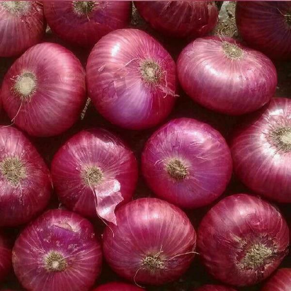 Fresh Red Onion 02