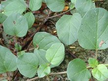 Boerhavia Diffusa 02