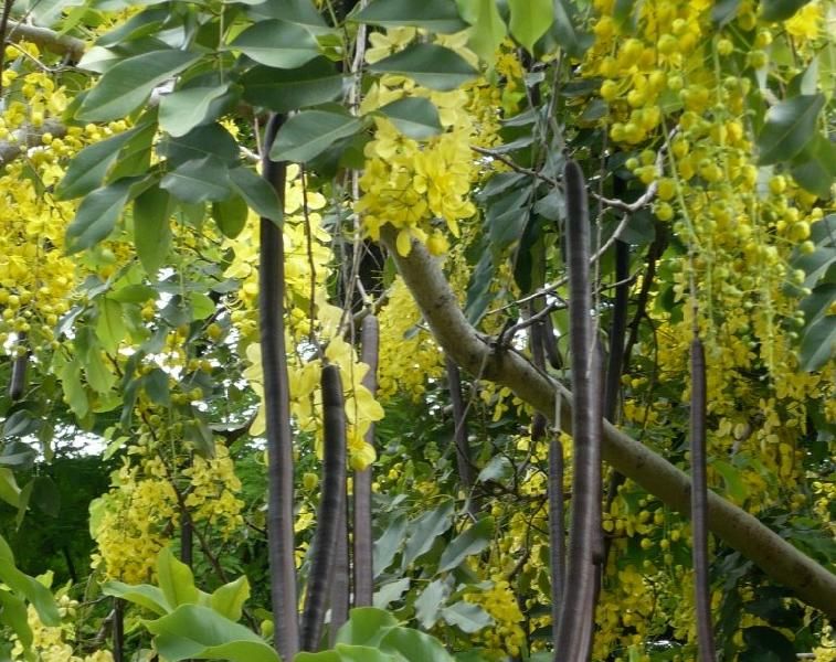 Cassia Fistula 01