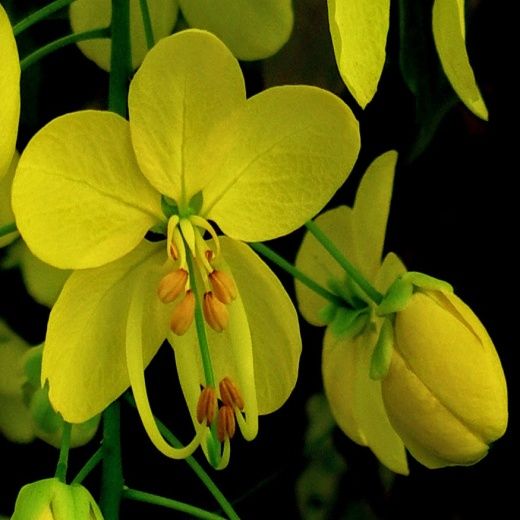 Cassia Fistula 02