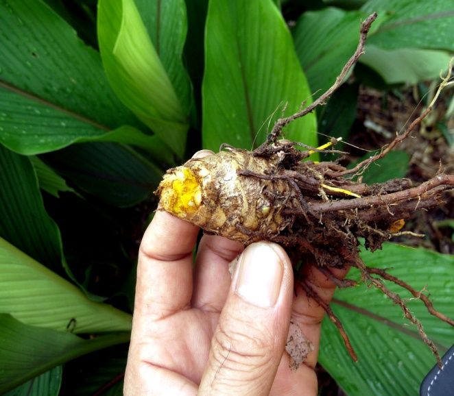 Celastrus Paniculatus 02