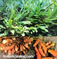 Celastrus Paniculatus 03