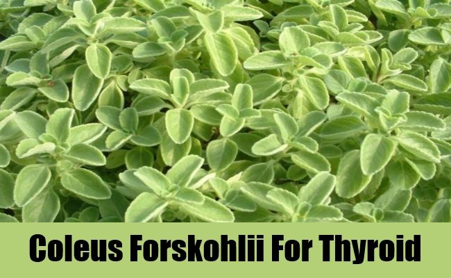 Coleus Forskohlii 01