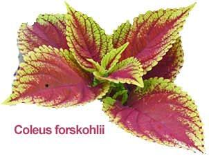 Coleus Forskohlii 02
