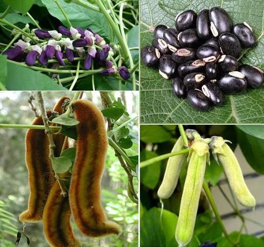 Mucuna Pruriens 02
