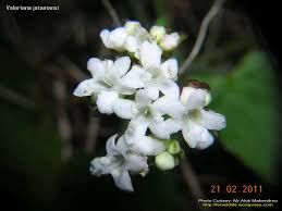 Withania Somnifera 01