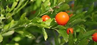 Withania Somnifera 03