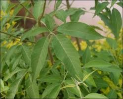 Withania Somnifera 04