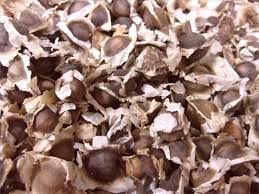 Moringa Seeds 01