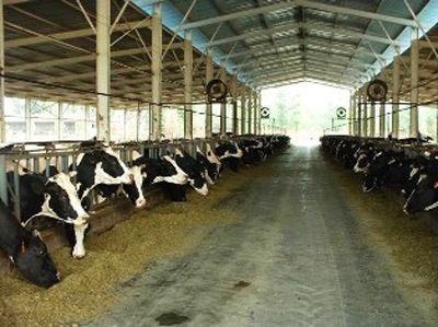 Dairy Consultancy Services 01