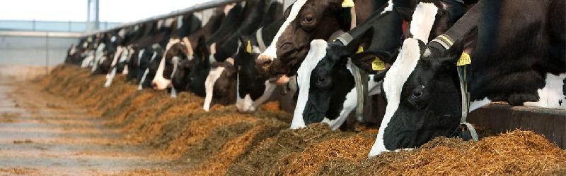 Dairy Consultancy Services 03
