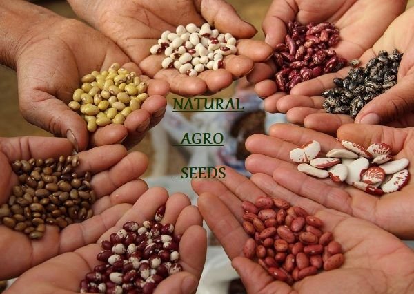 Natural Agro Seeds 01