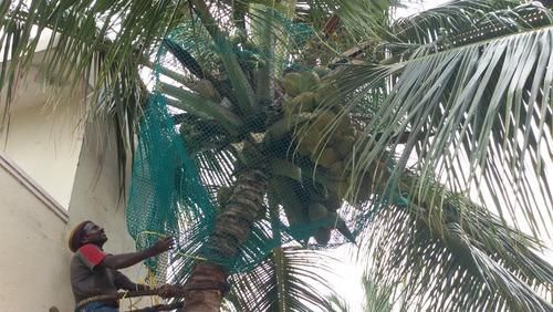 Coconut Safety Net 03