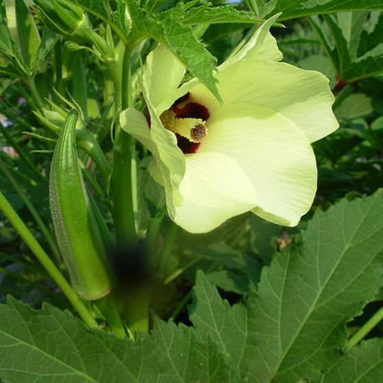 Okra Seeds 01