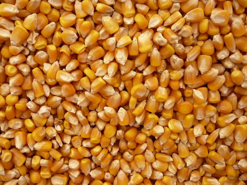 Corn Seeds 03