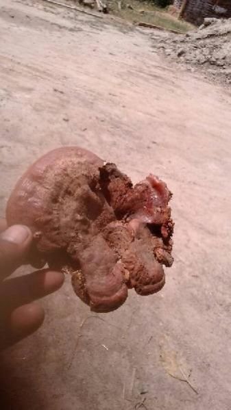 Ganoderma Mushrooms 01