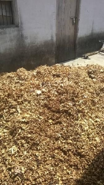 Ganoderma Mushrooms 02