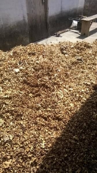 Ganoderma Mushrooms 03