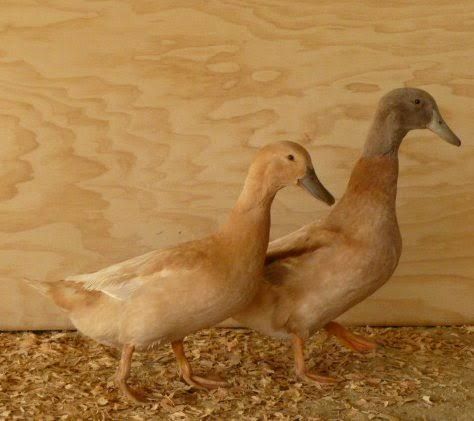 White Pekin duckling 01