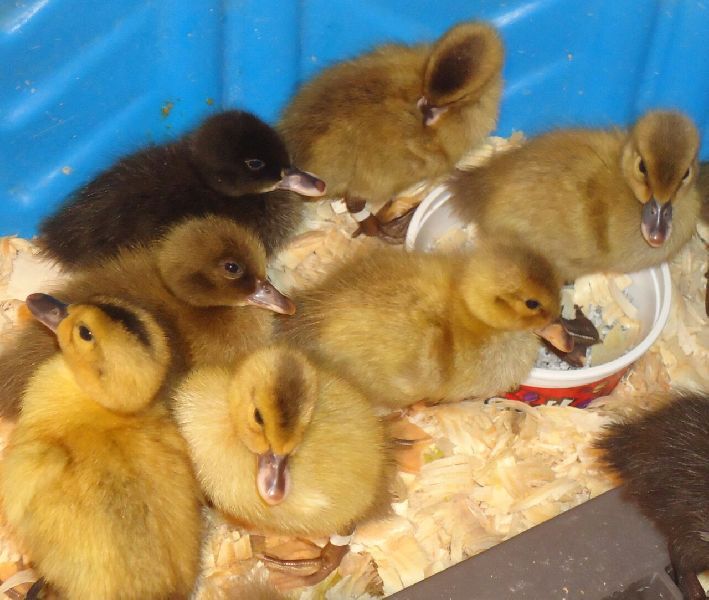 White Pekin duckling 02