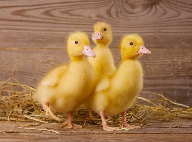White Pekin duckling 04