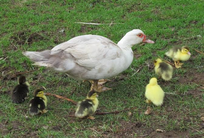 White Pekin duckling 05