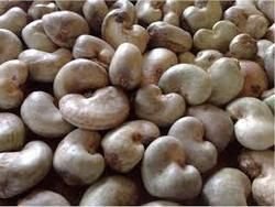 Raw Cashew Nut 01