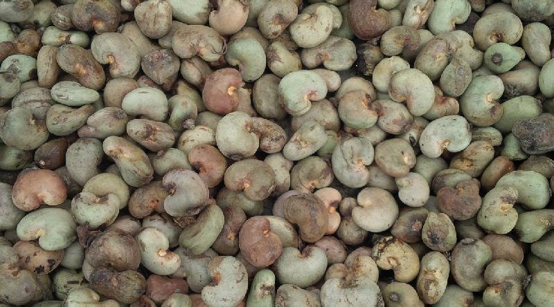 Raw Cashew Nut 02