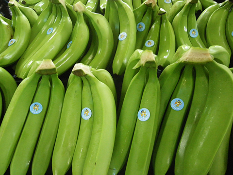 Green Cavendish Banana 01