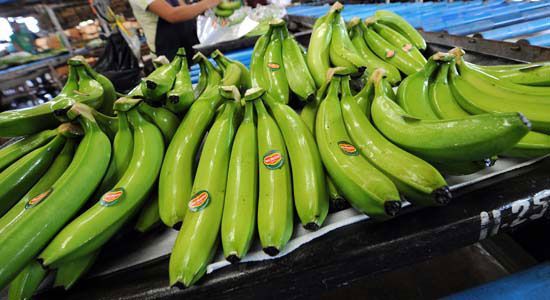 Green Cavendish Banana 02