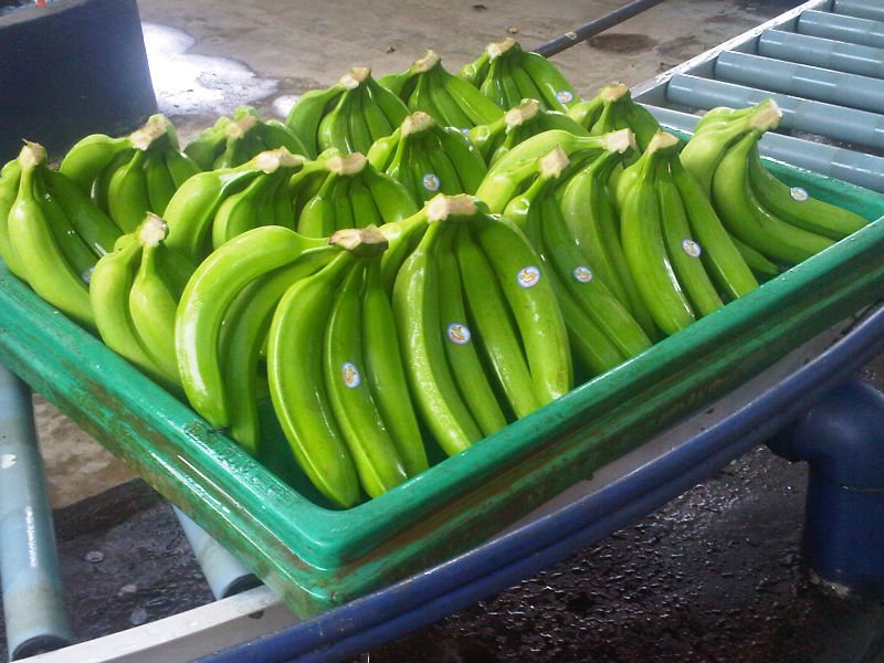 Green Cavendish Banana 04