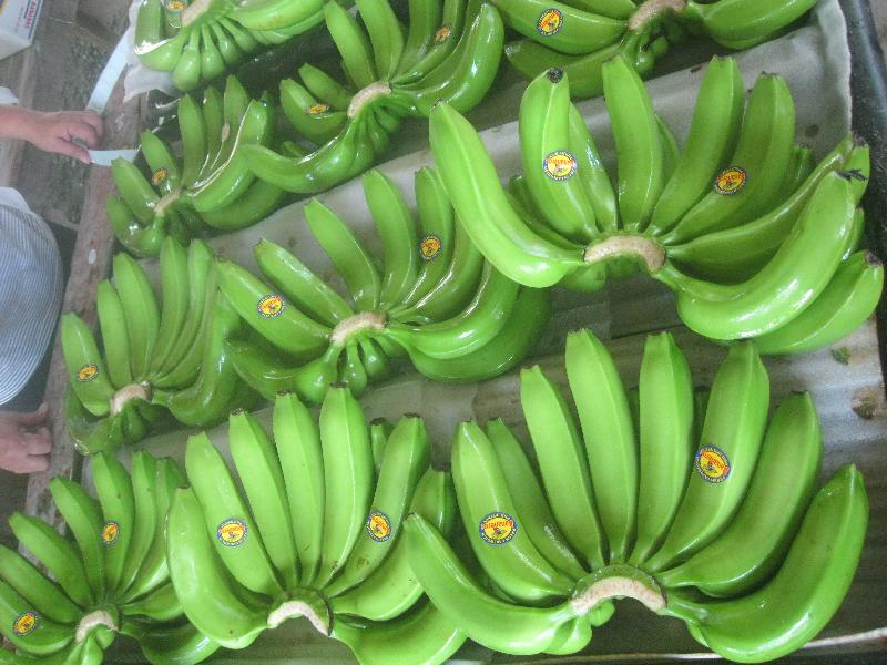 Green Cavendish Banana 05