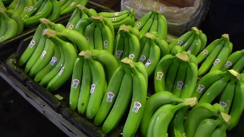 Green Cavendish Banana 06